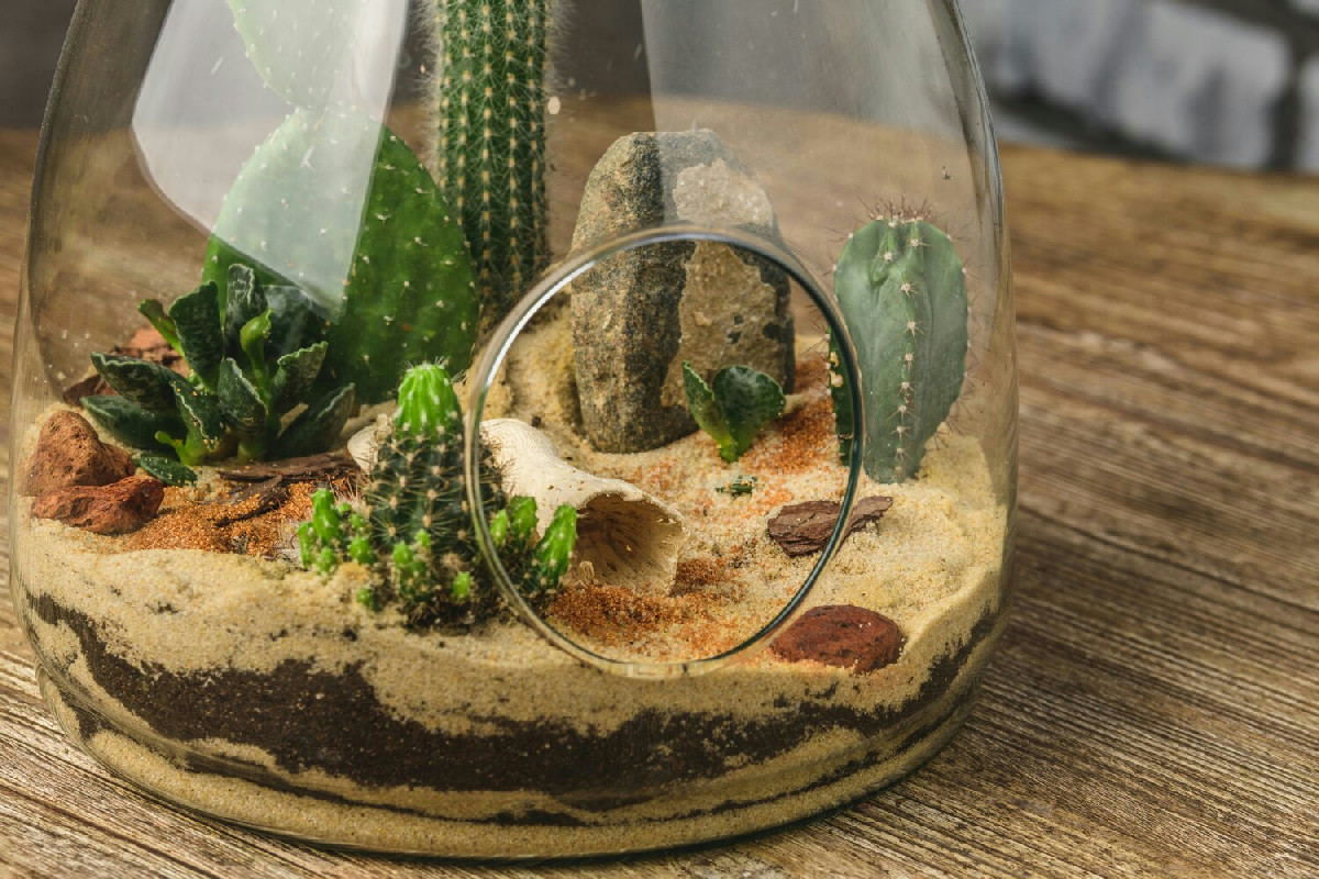 Allestire un terrarium verde che valorizza ogni ambiente con piante da interno rigogliose e di grande effetto