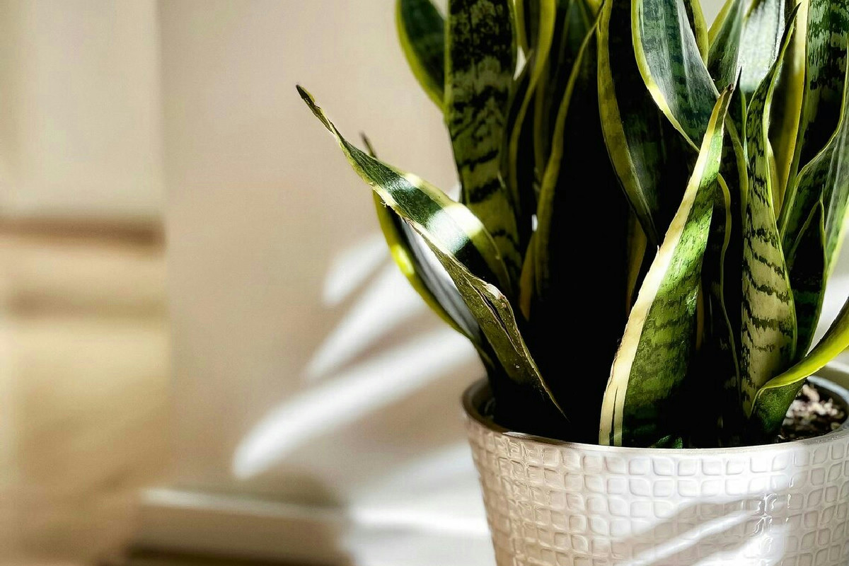 Consigli essenziali per mantenere la Sansevieria sana e rigogliosa in ogni ambiente domestico