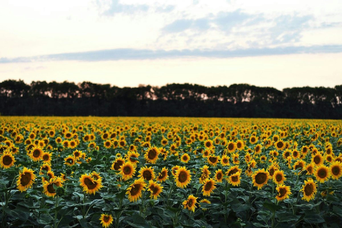 La guida definitiva per esplorare le più belle distese di girasoli nel nostro paese