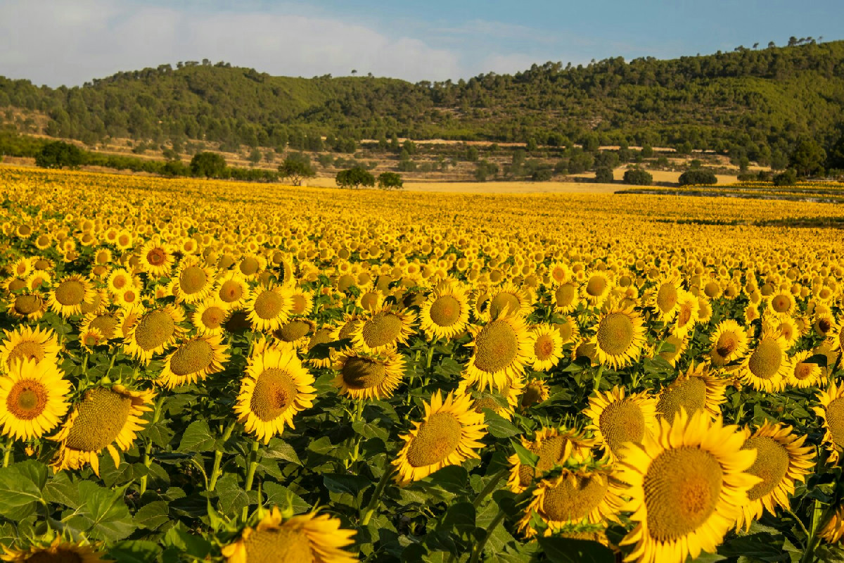 La guida definitiva per esplorare le più belle distese di girasoli nel nostro paese