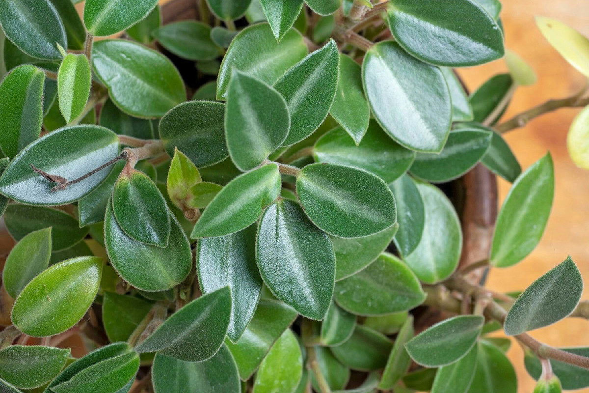 Le piante ideali per un giardino vivace e profumato durante i mesi più freddi dell’anno