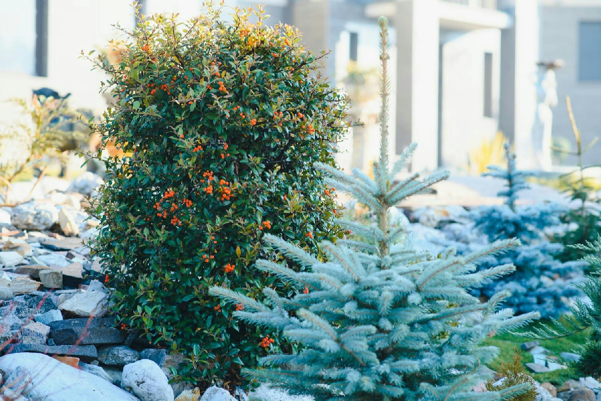Le piante ideali per un giardino vivace e profumato durante i mesi più freddi dell’anno