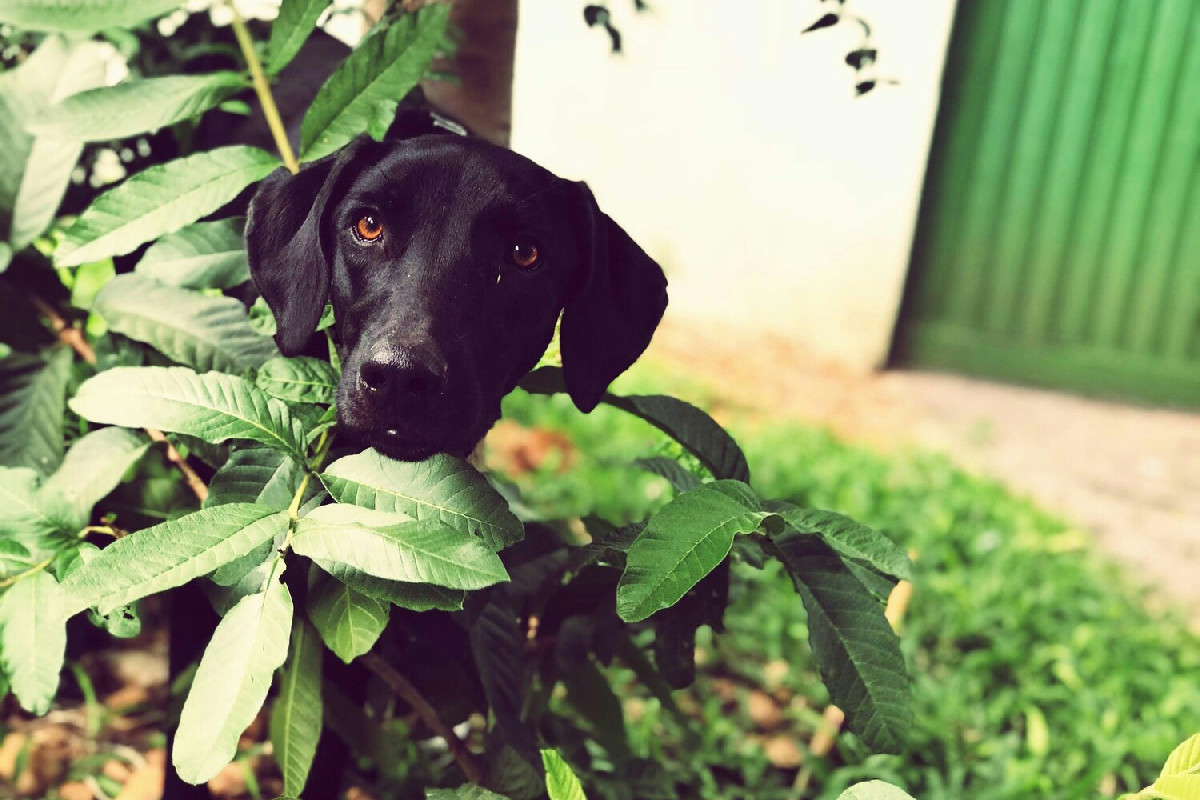 Piante da tenere lontano dagli animali domestici per prevenire rischi seri in casa e proteggere la salute