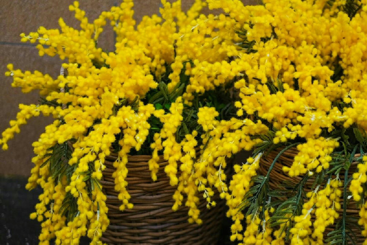 La potatura ideale della mimosa per fioriture abbondanti ogni anno rispettando i tempi corretti